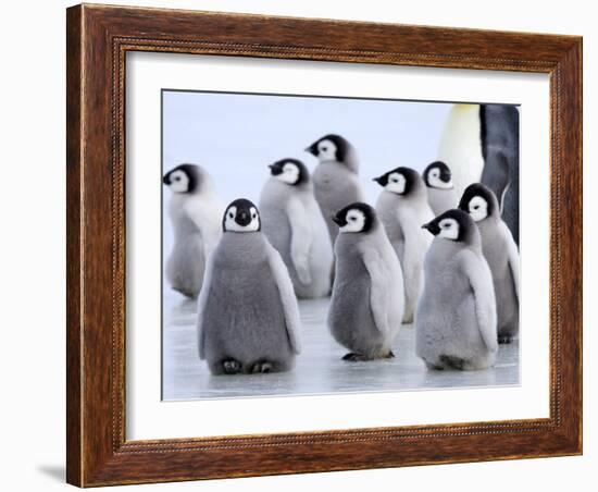 Emperor Penguin Chicks, Snow Hill Island, Weddell Sea, Antarctica, Polar Regions-Thorsten Milse-Framed Photographic Print