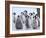 Emperor Penguin Chicks, Snow Hill Island, Weddell Sea, Antarctica, Polar Regions-Thorsten Milse-Framed Photographic Print