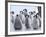 Emperor Penguin Chicks, Snow Hill Island, Weddell Sea, Antarctica, Polar Regions-Thorsten Milse-Framed Photographic Print