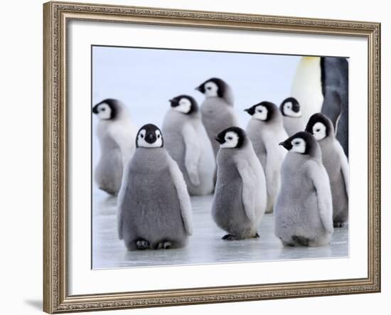 Emperor Penguin Chicks, Snow Hill Island, Weddell Sea, Antarctica, Polar Regions-Thorsten Milse-Framed Photographic Print