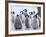 Emperor Penguin Chicks, Snow Hill Island, Weddell Sea, Antarctica, Polar Regions-Thorsten Milse-Framed Photographic Print