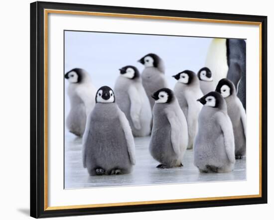 Emperor Penguin Chicks, Snow Hill Island, Weddell Sea, Antarctica, Polar Regions-Thorsten Milse-Framed Photographic Print