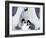 Emperor Penguin Chicks, Snow Hill Island, Weddell Sea, Antarctica, Polar Regions-Thorsten Milse-Framed Photographic Print