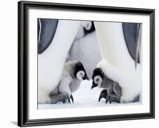 Emperor Penguin Chicks, Snow Hill Island, Weddell Sea, Antarctica, Polar Regions-Thorsten Milse-Framed Photographic Print