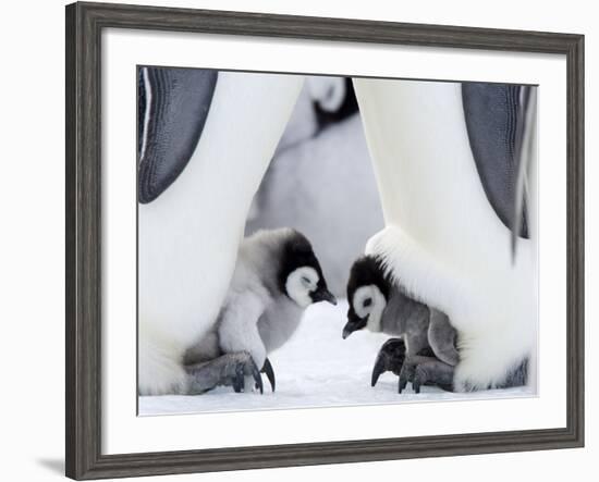 Emperor Penguin Chicks, Snow Hill Island, Weddell Sea, Antarctica, Polar Regions-Thorsten Milse-Framed Photographic Print