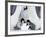 Emperor Penguin Chicks, Snow Hill Island, Weddell Sea, Antarctica, Polar Regions-Thorsten Milse-Framed Photographic Print