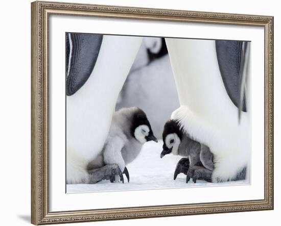 Emperor Penguin Chicks, Snow Hill Island, Weddell Sea, Antarctica, Polar Regions-Thorsten Milse-Framed Photographic Print