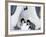 Emperor Penguin Chicks, Snow Hill Island, Weddell Sea, Antarctica, Polar Regions-Thorsten Milse-Framed Photographic Print