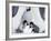 Emperor Penguin Chicks, Snow Hill Island, Weddell Sea, Antarctica, Polar Regions-Thorsten Milse-Framed Photographic Print