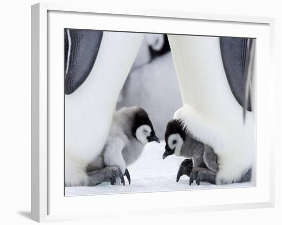 Emperor Penguin Chicks, Snow Hill Island, Weddell Sea, Antarctica, Polar Regions-Thorsten Milse-Framed Photographic Print