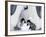 Emperor Penguin Chicks, Snow Hill Island, Weddell Sea, Antarctica, Polar Regions-Thorsten Milse-Framed Photographic Print