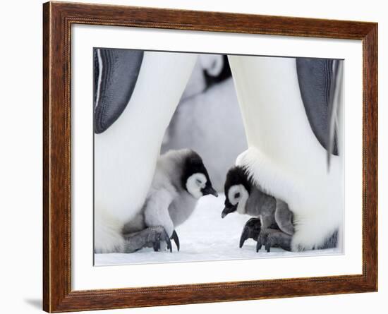 Emperor Penguin Chicks, Snow Hill Island, Weddell Sea, Antarctica, Polar Regions-Thorsten Milse-Framed Photographic Print