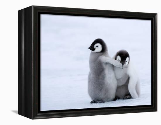 Emperor Penguin Chicks, Snow Hill Island, Weddell Sea, Antarctica, Polar Regions-Thorsten Milse-Framed Premier Image Canvas