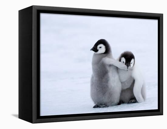 Emperor Penguin Chicks, Snow Hill Island, Weddell Sea, Antarctica, Polar Regions-Thorsten Milse-Framed Premier Image Canvas