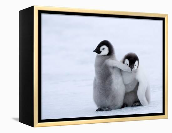 Emperor Penguin Chicks, Snow Hill Island, Weddell Sea, Antarctica, Polar Regions-Thorsten Milse-Framed Premier Image Canvas