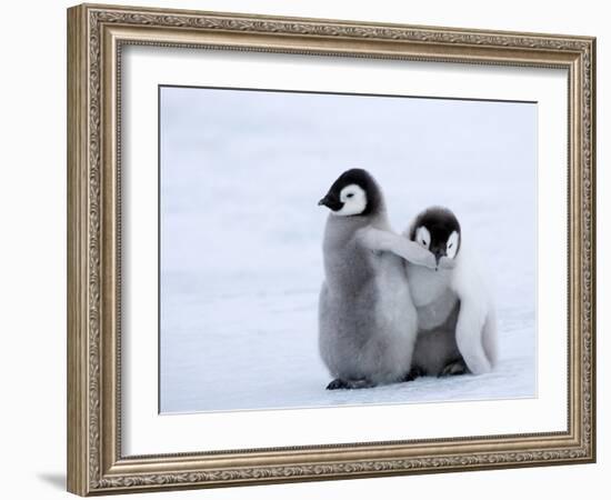 Emperor Penguin Chicks, Snow Hill Island, Weddell Sea, Antarctica, Polar Regions-Thorsten Milse-Framed Photographic Print