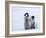 Emperor Penguin Chicks, Snow Hill Island, Weddell Sea, Antarctica, Polar Regions-Thorsten Milse-Framed Photographic Print