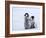 Emperor Penguin Chicks, Snow Hill Island, Weddell Sea, Antarctica, Polar Regions-Thorsten Milse-Framed Photographic Print