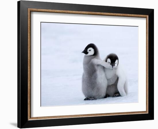 Emperor Penguin Chicks, Snow Hill Island, Weddell Sea, Antarctica, Polar Regions-Thorsten Milse-Framed Photographic Print