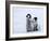 Emperor Penguin Chicks, Snow Hill Island, Weddell Sea, Antarctica, Polar Regions-Thorsten Milse-Framed Photographic Print