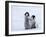 Emperor Penguin Chicks, Snow Hill Island, Weddell Sea, Antarctica, Polar Regions-Thorsten Milse-Framed Photographic Print