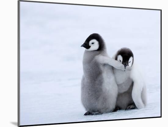 Emperor Penguin Chicks, Snow Hill Island, Weddell Sea, Antarctica, Polar Regions-Thorsten Milse-Mounted Photographic Print