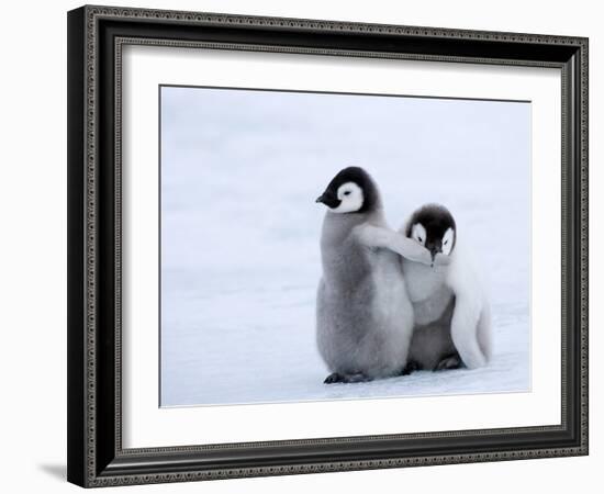 Emperor Penguin Chicks, Snow Hill Island, Weddell Sea, Antarctica, Polar Regions-Thorsten Milse-Framed Photographic Print