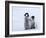 Emperor Penguin Chicks, Snow Hill Island, Weddell Sea, Antarctica, Polar Regions-Thorsten Milse-Framed Photographic Print