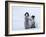 Emperor Penguin Chicks, Snow Hill Island, Weddell Sea, Antarctica, Polar Regions-Thorsten Milse-Framed Photographic Print