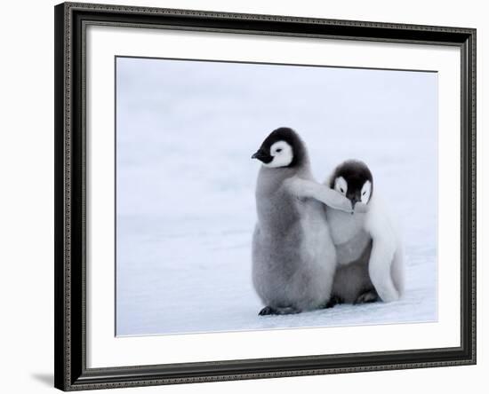 Emperor Penguin Chicks, Snow Hill Island, Weddell Sea, Antarctica, Polar Regions-Thorsten Milse-Framed Photographic Print