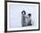 Emperor Penguin Chicks, Snow Hill Island, Weddell Sea, Antarctica, Polar Regions-Thorsten Milse-Framed Photographic Print