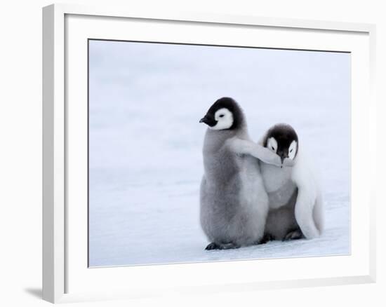 Emperor Penguin Chicks, Snow Hill Island, Weddell Sea, Antarctica, Polar Regions-Thorsten Milse-Framed Photographic Print