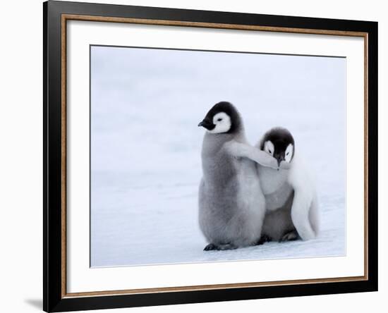 Emperor Penguin Chicks, Snow Hill Island, Weddell Sea, Antarctica, Polar Regions-Thorsten Milse-Framed Photographic Print