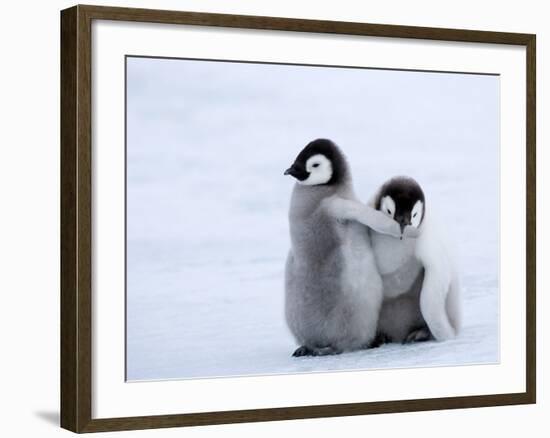 Emperor Penguin Chicks, Snow Hill Island, Weddell Sea, Antarctica, Polar Regions-Thorsten Milse-Framed Photographic Print