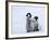 Emperor Penguin Chicks, Snow Hill Island, Weddell Sea, Antarctica, Polar Regions-Thorsten Milse-Framed Photographic Print