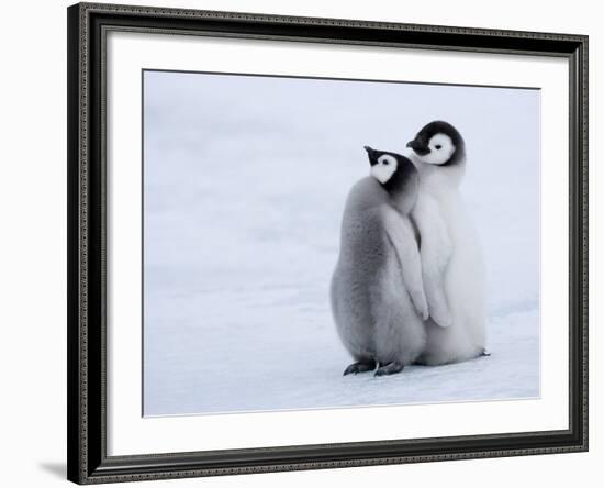 Emperor Penguin Chicks, Snow Hill Island, Weddell Sea, Antarctica, Polar Regions-Thorsten Milse-Framed Photographic Print