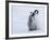 Emperor Penguin Chicks, Snow Hill Island, Weddell Sea, Antarctica, Polar Regions-Thorsten Milse-Framed Photographic Print