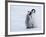 Emperor Penguin Chicks, Snow Hill Island, Weddell Sea, Antarctica, Polar Regions-Thorsten Milse-Framed Photographic Print