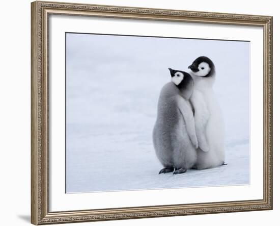 Emperor Penguin Chicks, Snow Hill Island, Weddell Sea, Antarctica, Polar Regions-Thorsten Milse-Framed Photographic Print