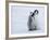 Emperor Penguin Chicks, Snow Hill Island, Weddell Sea, Antarctica, Polar Regions-Thorsten Milse-Framed Photographic Print