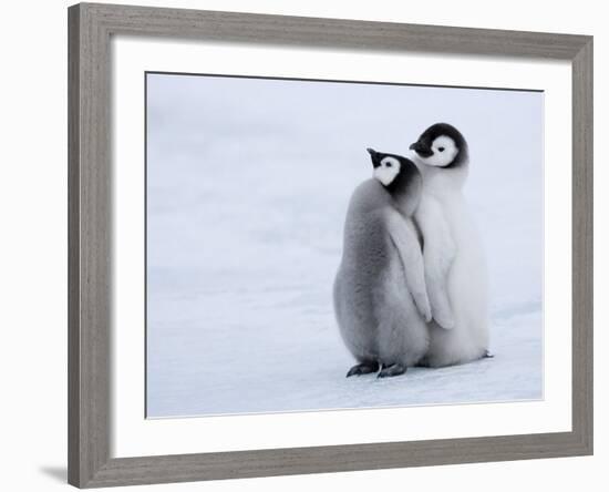 Emperor Penguin Chicks, Snow Hill Island, Weddell Sea, Antarctica, Polar Regions-Thorsten Milse-Framed Photographic Print