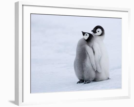 Emperor Penguin Chicks, Snow Hill Island, Weddell Sea, Antarctica, Polar Regions-Thorsten Milse-Framed Photographic Print