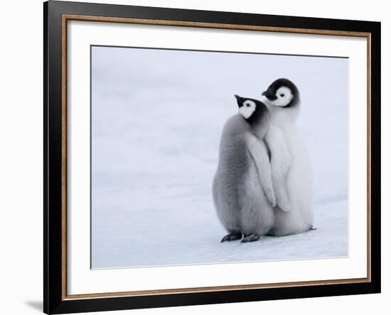 Emperor Penguin Chicks, Snow Hill Island, Weddell Sea, Antarctica, Polar Regions-Thorsten Milse-Framed Photographic Print