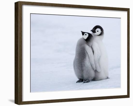 Emperor Penguin Chicks, Snow Hill Island, Weddell Sea, Antarctica, Polar Regions-Thorsten Milse-Framed Photographic Print