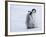 Emperor Penguin Chicks, Snow Hill Island, Weddell Sea, Antarctica, Polar Regions-Thorsten Milse-Framed Photographic Print