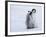 Emperor Penguin Chicks, Snow Hill Island, Weddell Sea, Antarctica, Polar Regions-Thorsten Milse-Framed Photographic Print