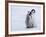 Emperor Penguin Chicks, Snow Hill Island, Weddell Sea, Antarctica, Polar Regions-Thorsten Milse-Framed Photographic Print