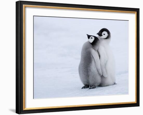 Emperor Penguin Chicks, Snow Hill Island, Weddell Sea, Antarctica, Polar Regions-Thorsten Milse-Framed Photographic Print