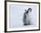 Emperor Penguin Chicks, Snow Hill Island, Weddell Sea, Antarctica, Polar Regions-Thorsten Milse-Framed Photographic Print