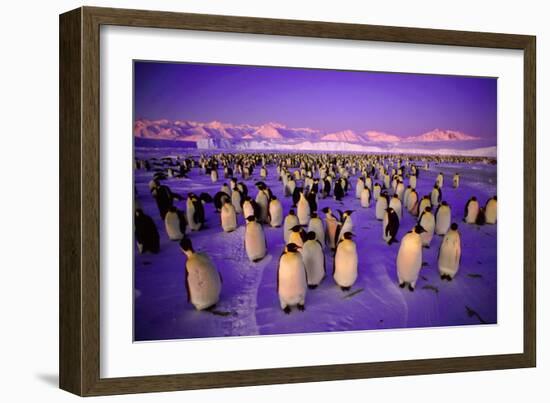 Emperor Penguin Colony in Twilight-null-Framed Photographic Print